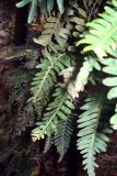 familia Polypodiaceae. Вайи. ЮАР, Драконовы горы, Royal Natal National Park, Tugela Gorge, 1700-2100 м н.у.м. 02.01.2008.
