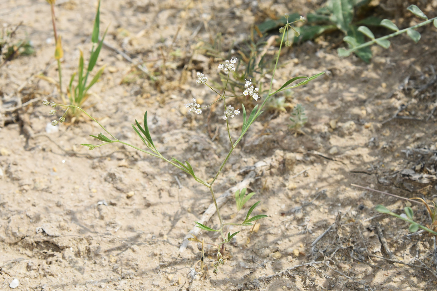 Изображение особи Aphanopleura leptoclada.