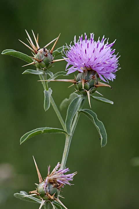 Изображение особи Centaurea iberica.