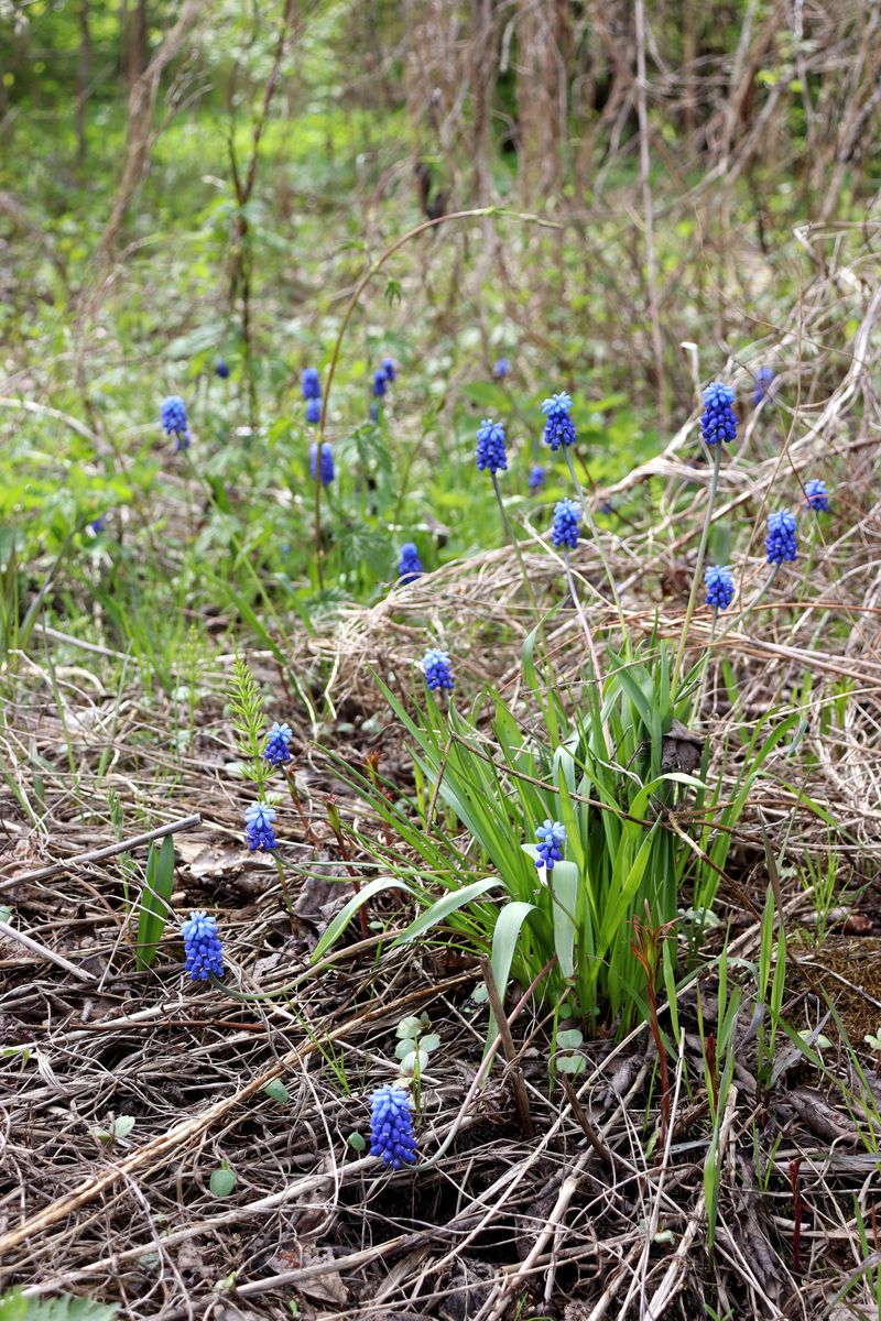 Image of Muscari botryoides specimen.