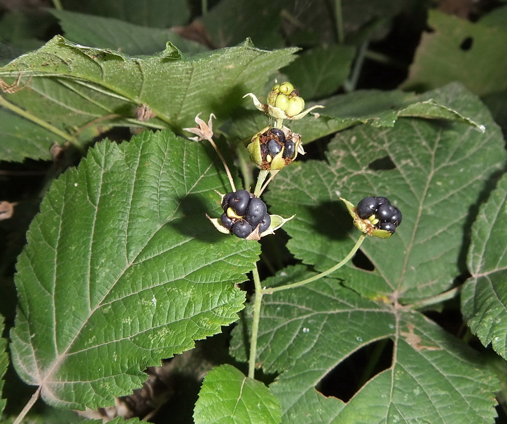 Image of Rubus caesius specimen.