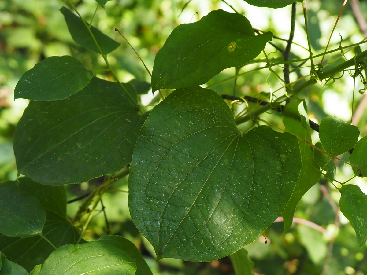 Image of Smilax lasioneura specimen.