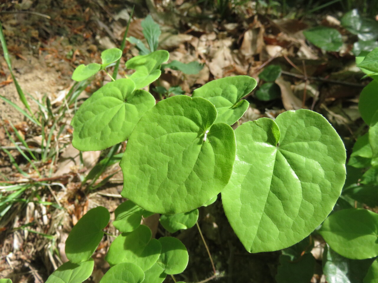 Изображение особи Epimedium pubigerum.