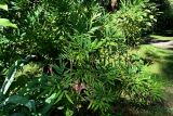 Mahonia fortunei. Цветущее растение. Абхазия, г. Сухум, Сухумский ботанический сад. 25.09.2022.