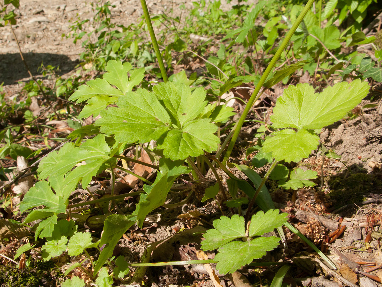 Image of Sanicula europaea specimen.