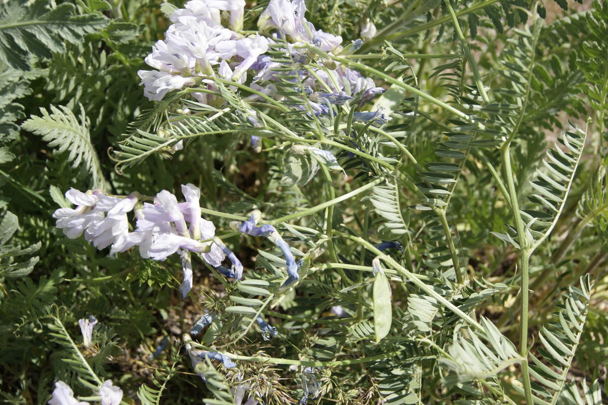 Изображение особи Vicia nissoliana.