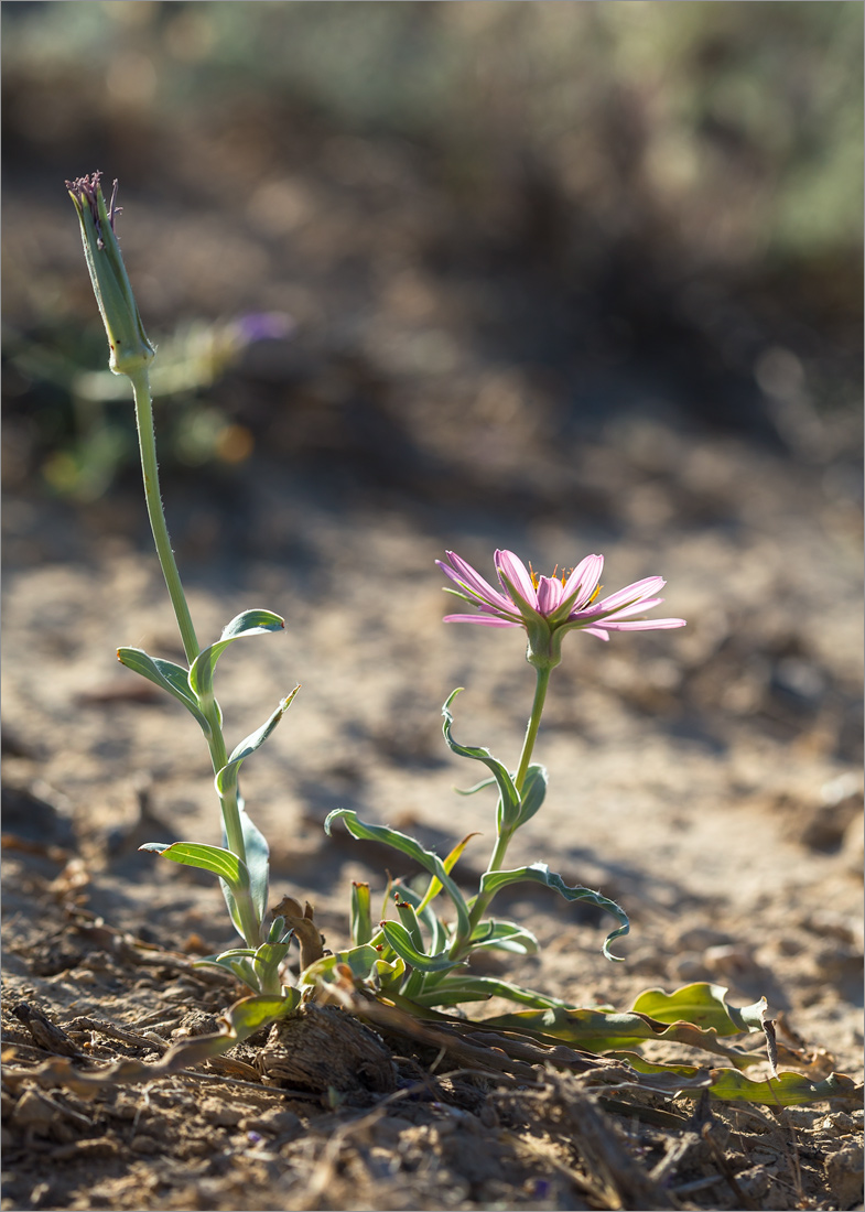 Изображение особи Tragopogon marginifolius.