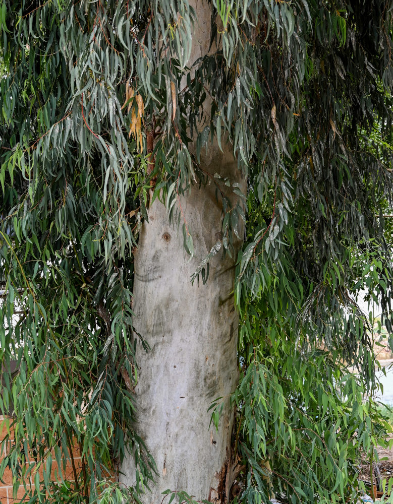 Image of genus Eucalyptus specimen.