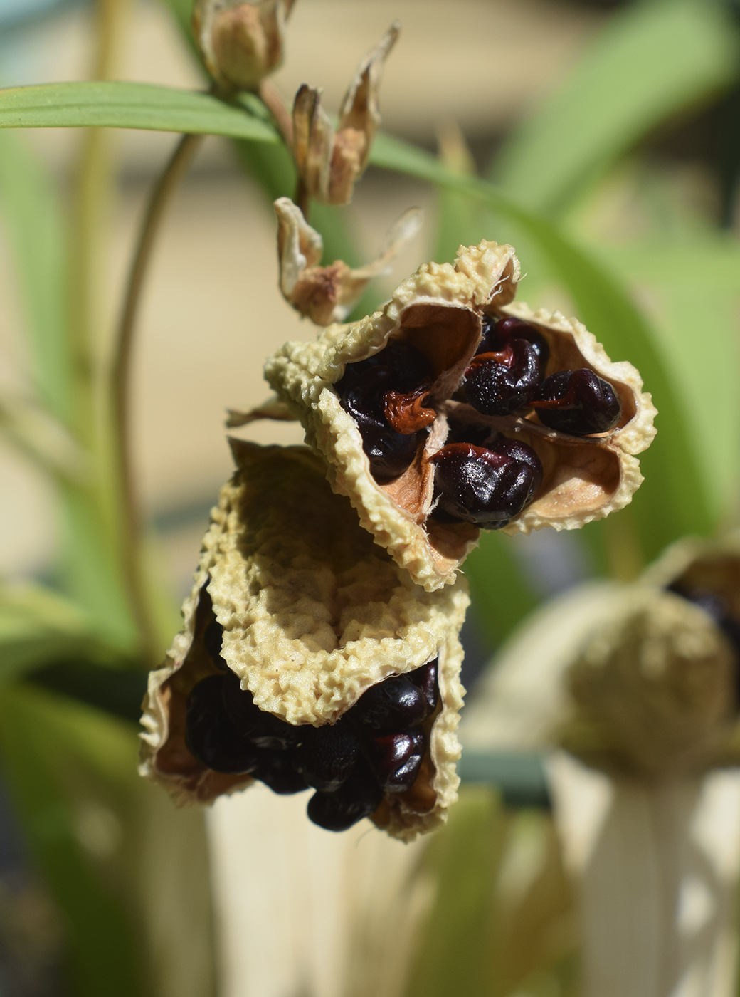 Image of Freesia refracta specimen.