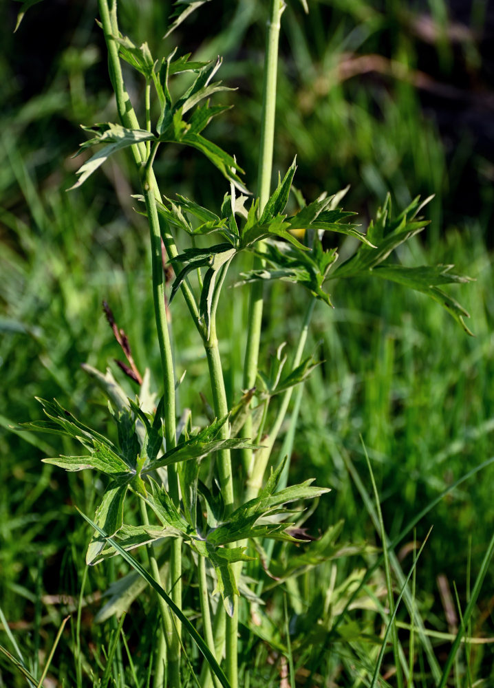 Изображение особи Ranunculus brevirostris.