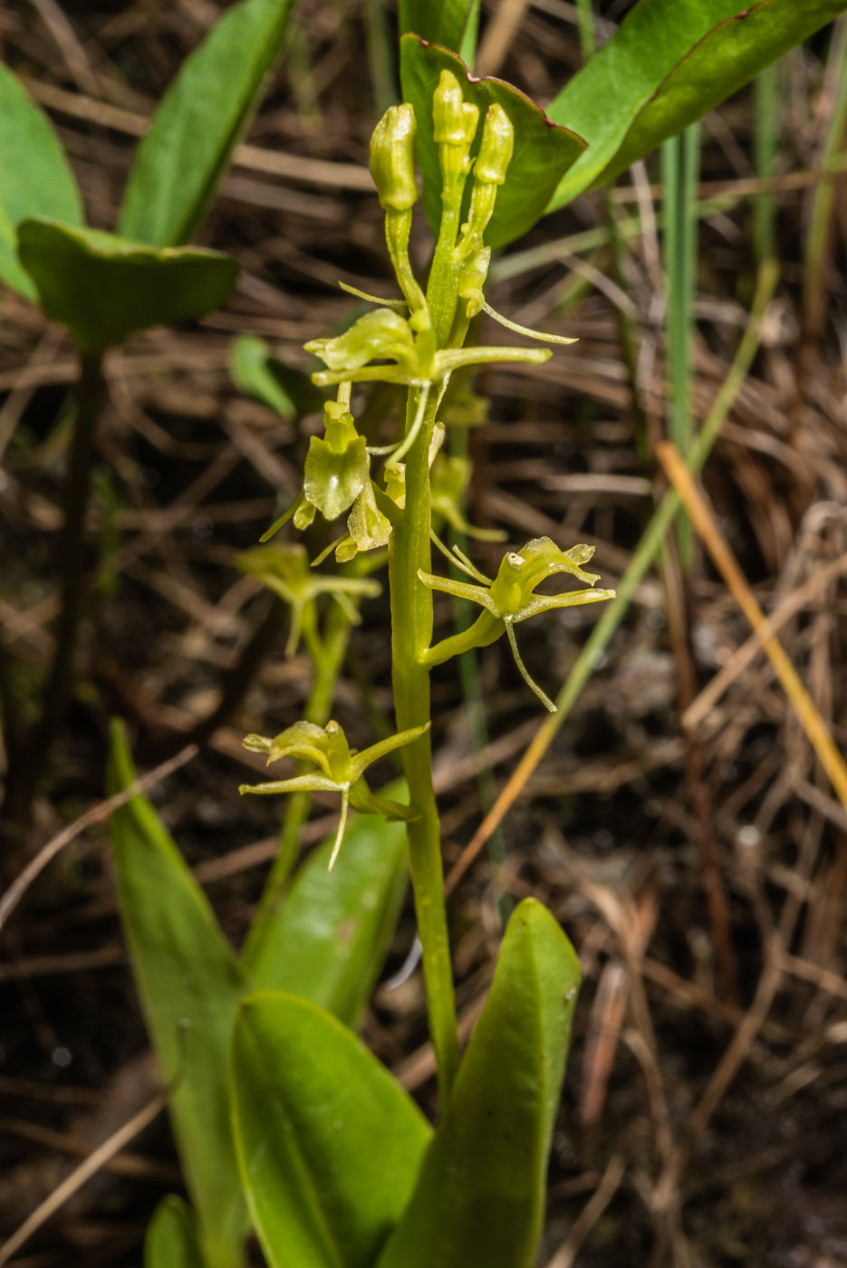 Image of Liparis loeselii specimen.