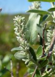 Salix glauca. Соплодие. Мурманская обл., Кольский р-н, сельское поселение Териберка, о. Кильдин, западный берег оз. Могильное, кустарничковая тундра. 24.06.2023.