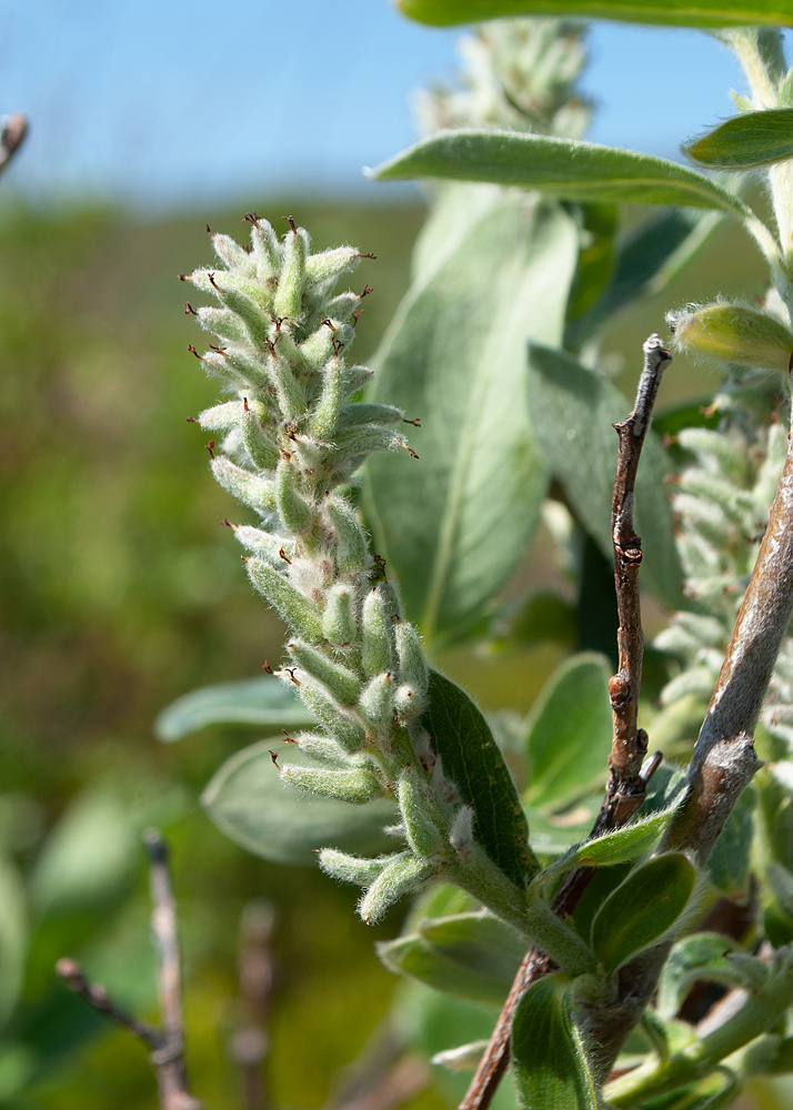 Изображение особи Salix glauca.