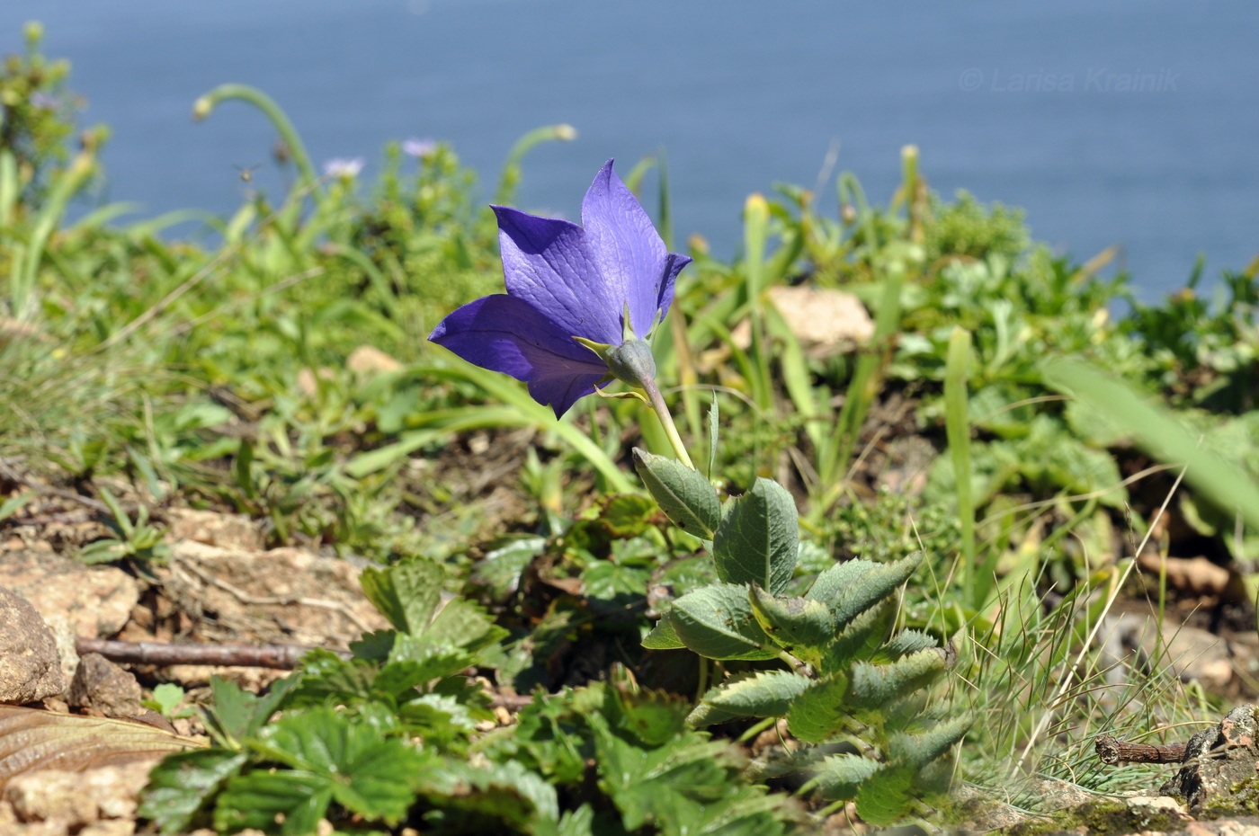 Изображение особи Platycodon grandiflorus.