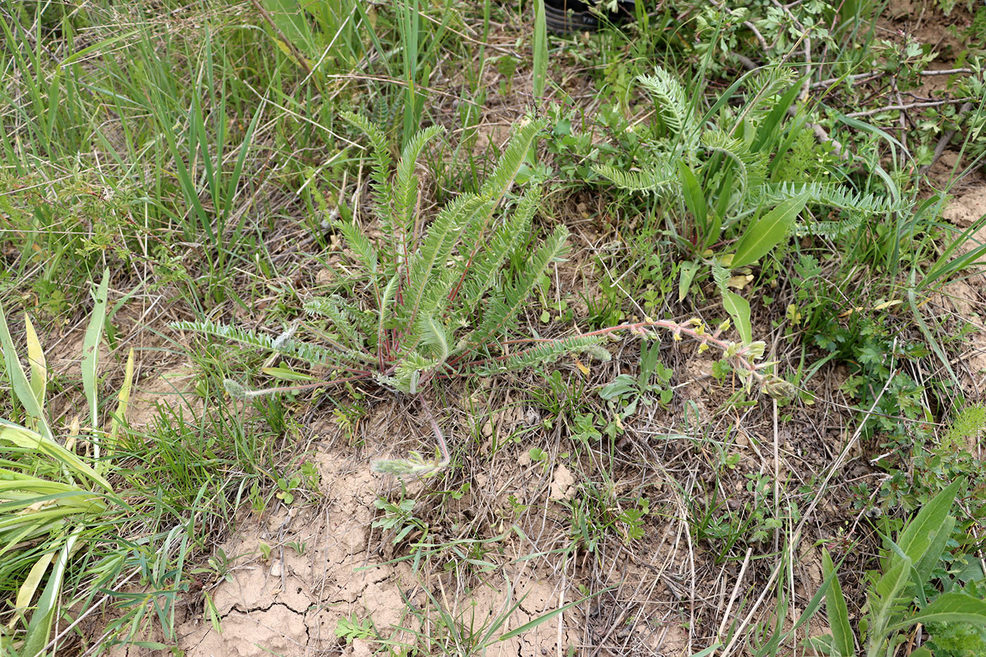 Image of Oxytropis macrodonta specimen.