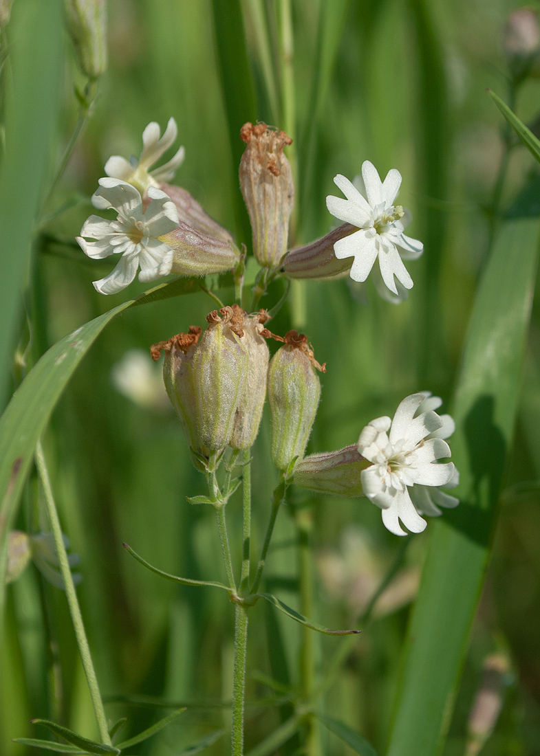 Image of Silene amoena specimen.