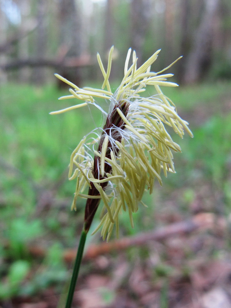 Image of Carex pilosa specimen.