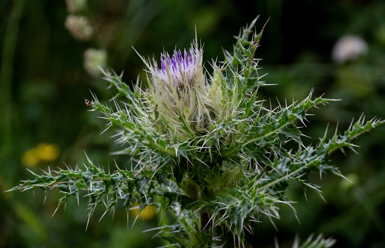 Image of Cirsium obvallatum specimen.