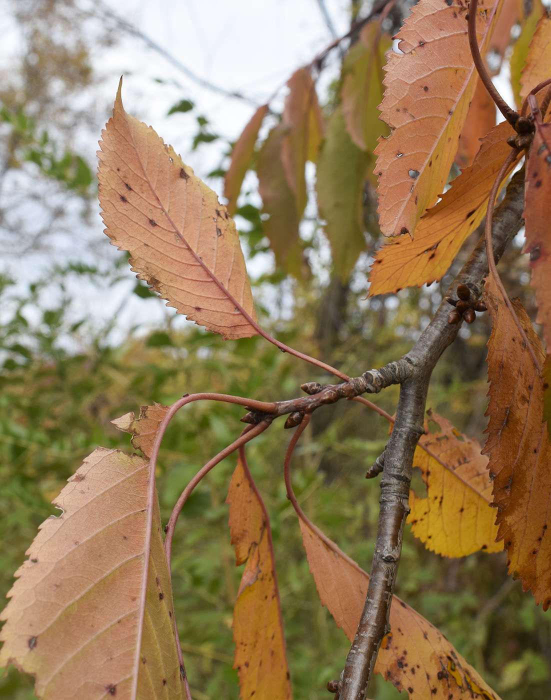 Image of Cerasus avium specimen.