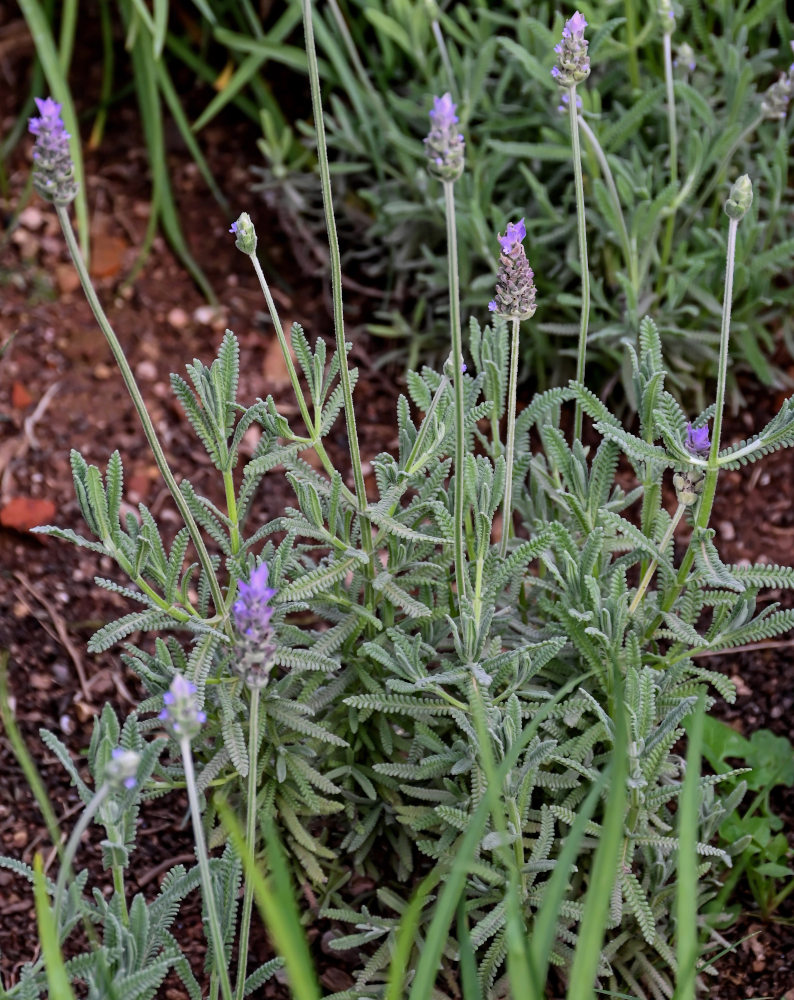 Image of Lavandula dentata specimen.