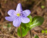 Hepatica nobilis