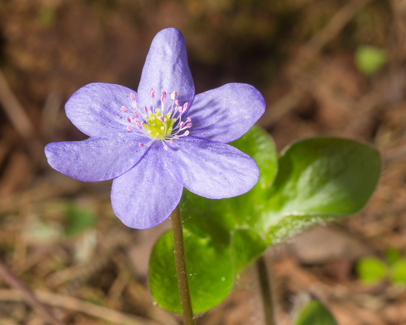 Изображение особи Hepatica nobilis.