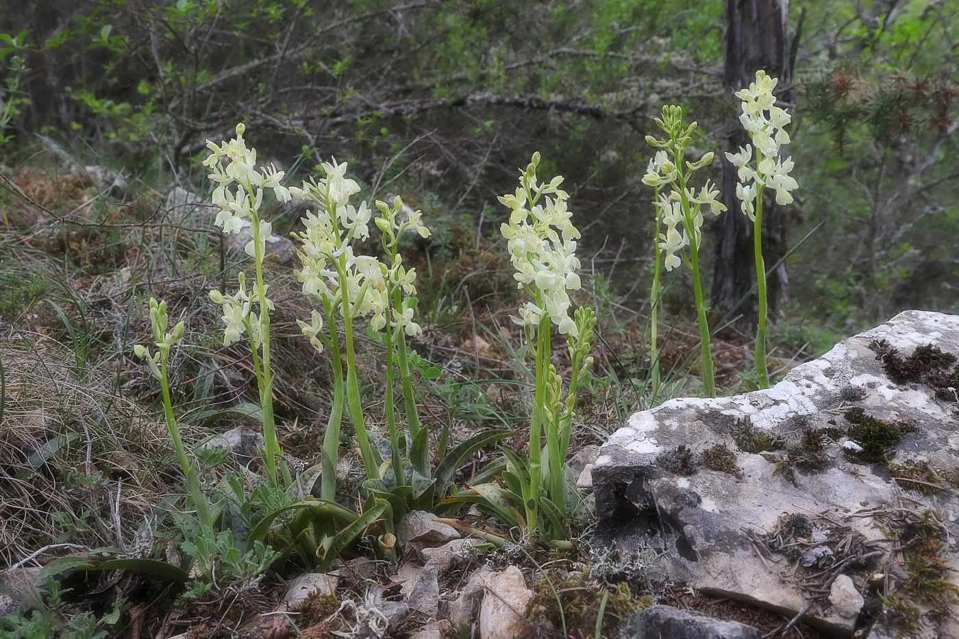 Image of Orchis provincialis specimen.