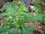 Euphorbia oblongifolia. Верхушка растения в начале цветения. Абхазия, Гудаутский р-н, Рицинский реликтовый национальный парк, долина р. Юпшара, широколиственный лес. 13.04.2024.