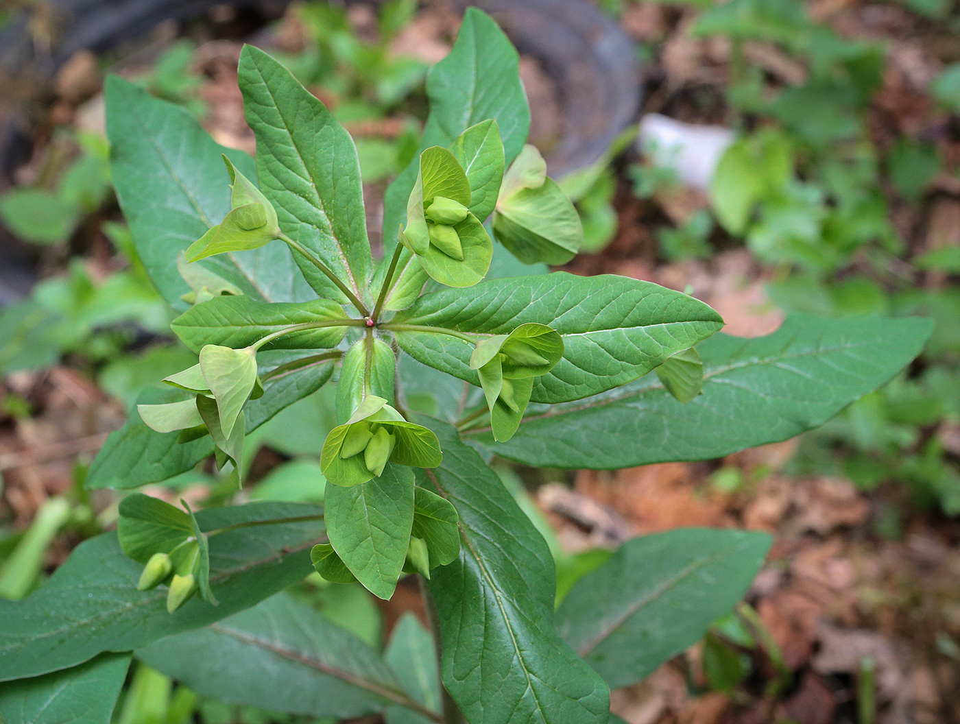 Image of Euphorbia oblongifolia specimen.