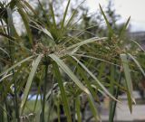 Смотреть изображение род Cyperus
