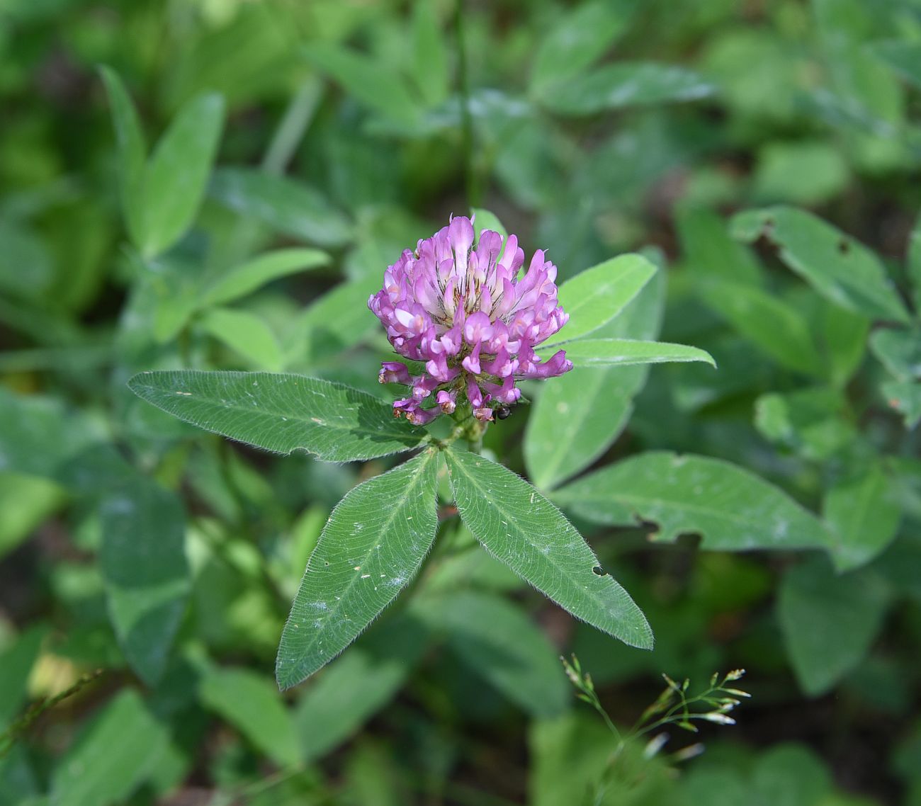 Изображение особи род Trifolium.