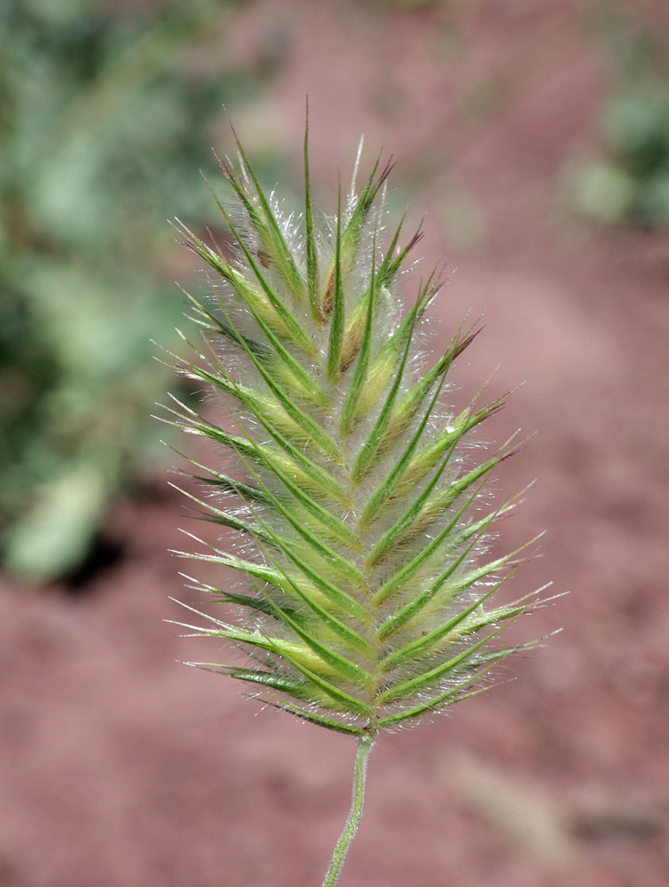 Image of Eremopyrum distans specimen.