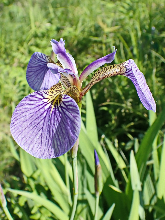 Изображение особи Iris setosa.