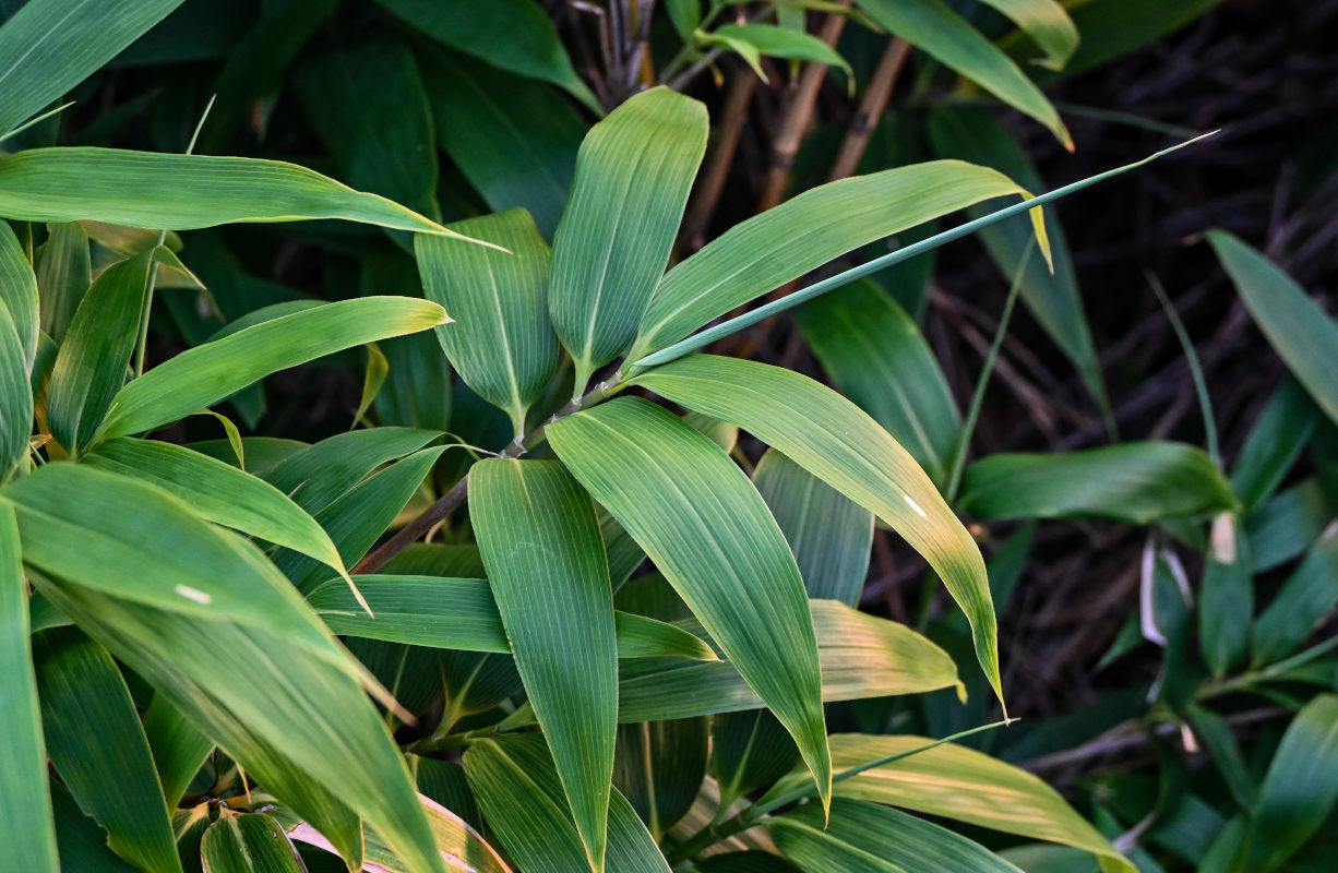 Image of genus Sasa specimen.