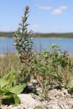 Teucrium scordioides. Цветущее растение. Крым, Симферополь, западный берег Симферопольского вдхр. 01.08.2024.