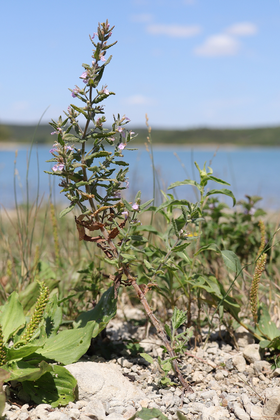 Изображение особи Teucrium scordioides.