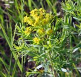 Euphorbia virgata. Верхушка побега с соцветием. Краснодарский край, м/о Анапа, окр. пос. Супсех, луговой участок вдоль тропы на склоне горы. 04.06.2021.