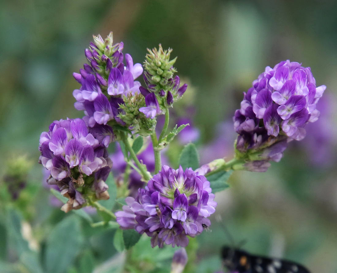 Изображение особи Medicago sativa.