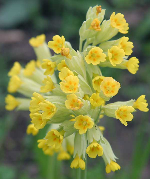 Image of Primula veris specimen.