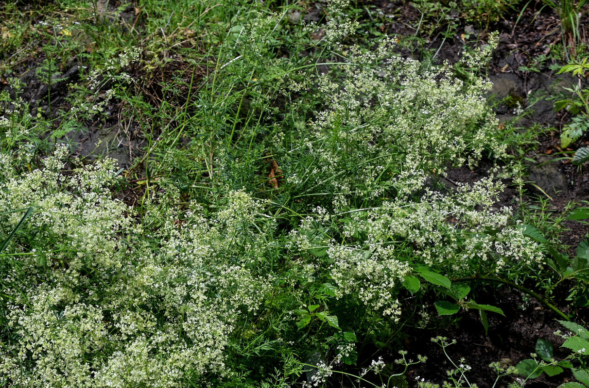 Изображение особи род Galium.