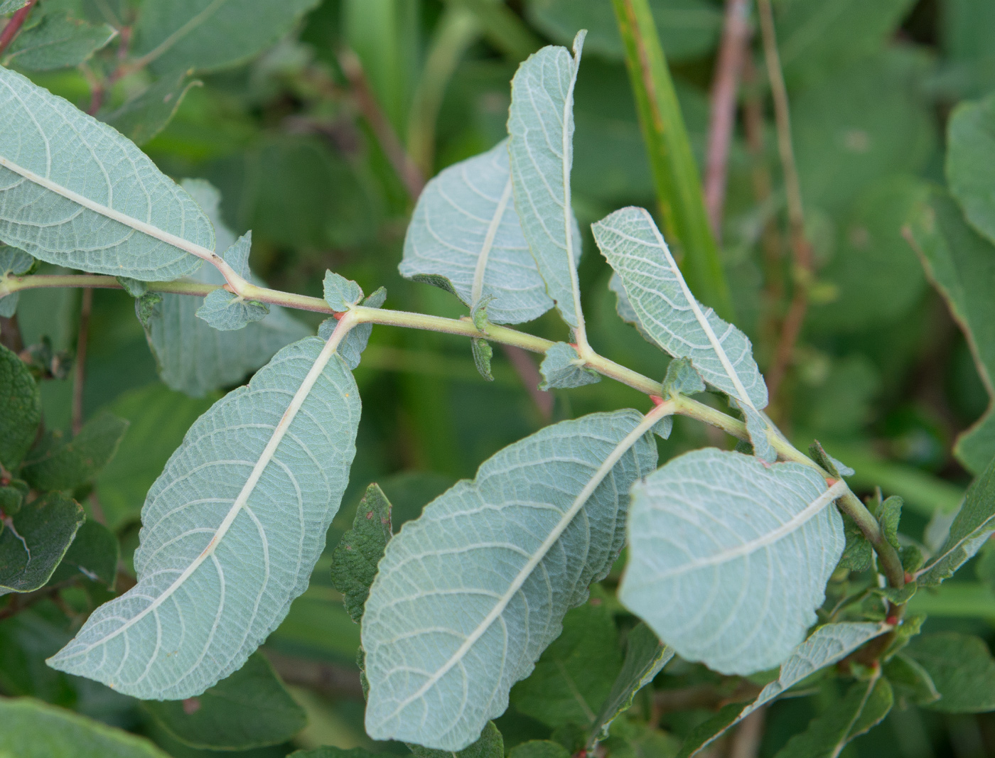 Image of Salix aurita specimen.