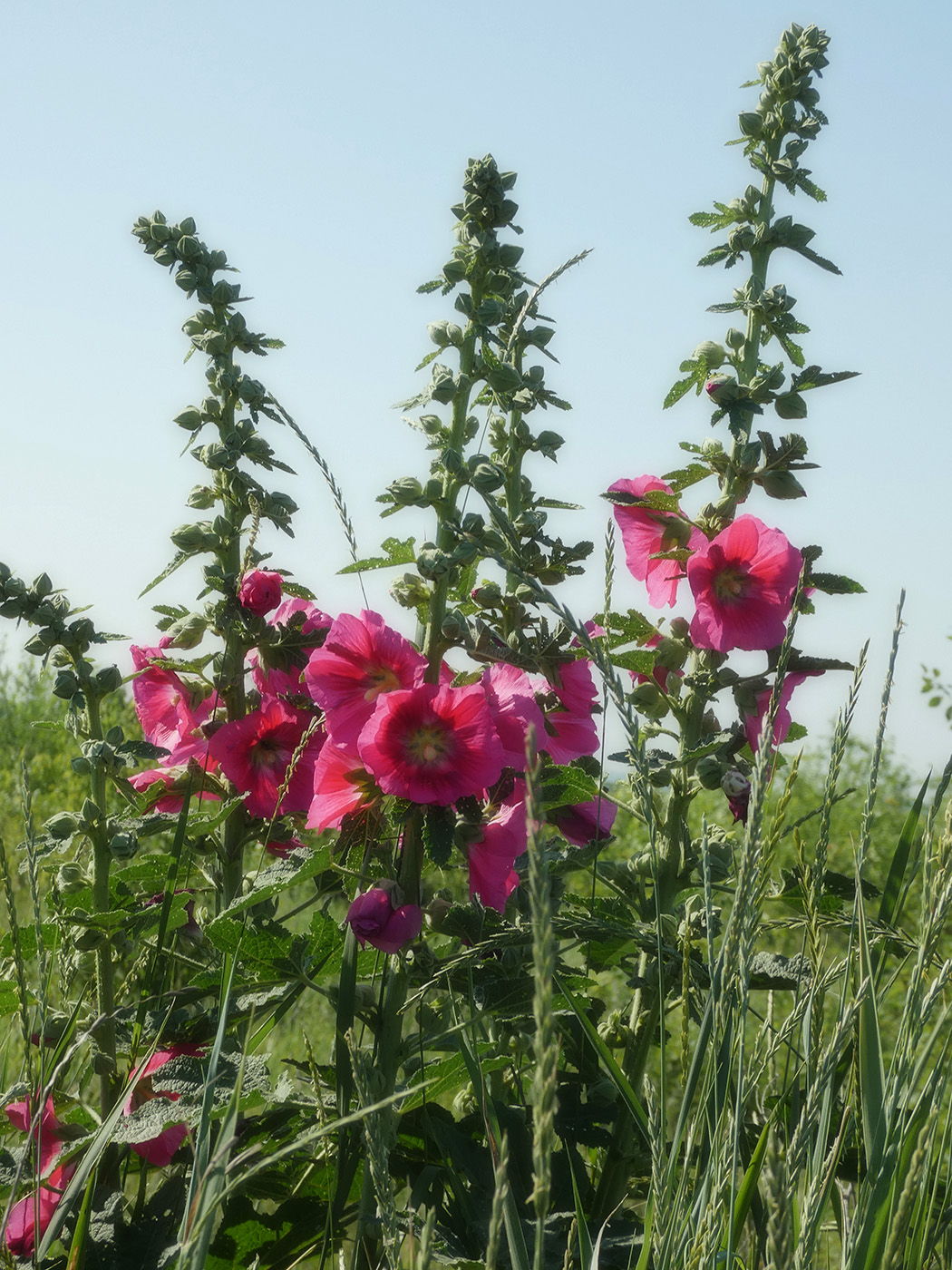 Image of Alcea rosea specimen.