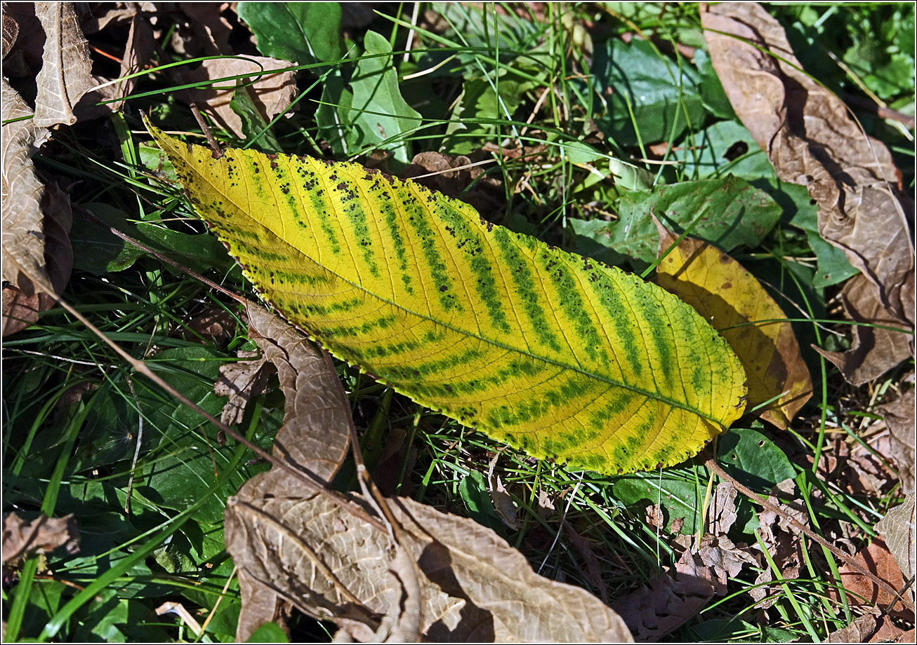 Image of Juglans mandshurica specimen.