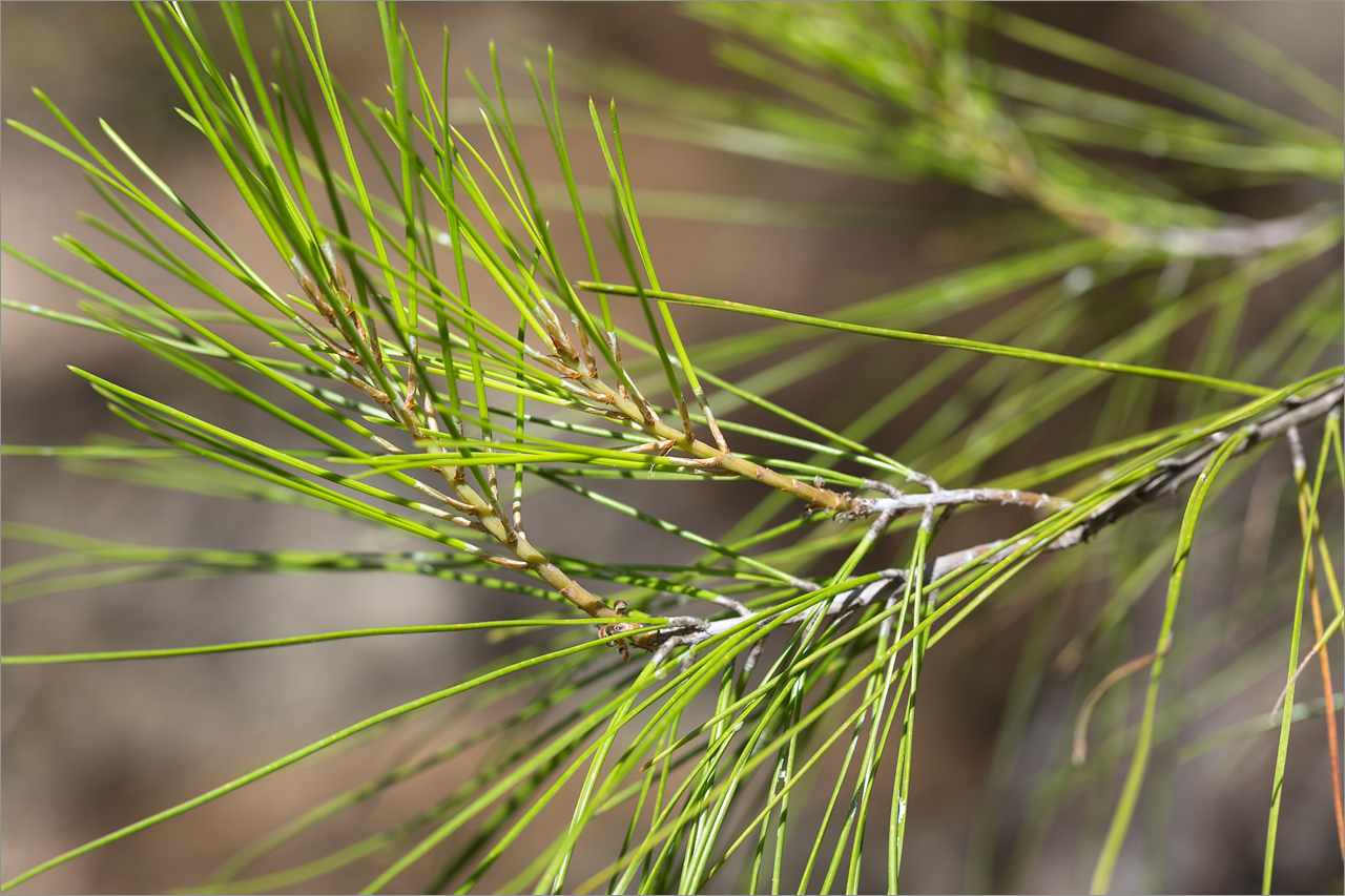 Изображение особи Pinus brutia.