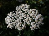 род Achillea. Соцветие. Хабаровский край, окр. г. Комсомольск-на-Амуре, Силинский лесопарк, зарастающая просека. 23.09.2024.