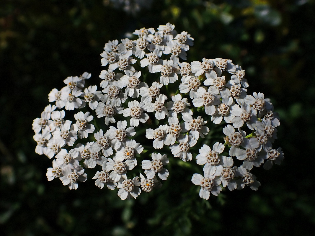 Изображение особи род Achillea.