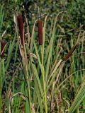 Typha latifolia. Верхушка плодоносящего растения. Тверская обл., Конаковский р-н, долина р. Сестра, берег реки, у воды. 07.09.2024.