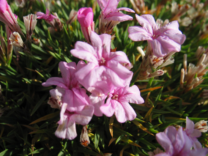 Image of Acantholimon &times; baubaschatense specimen.