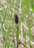 Phleum alpinum. Верхушка отцветающего растения (внизу - соцветие Luzula). Кабардино-Балкария, Эльбрусский р-н, средняя часть дол. Терскол, выс. 2450 м н.у.м., заболоченный участок. 16 июня 2018 г.