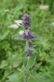 Stachys germanica. Верхушка цветущего растения. Чечня, Шаройский р-н, с. Хакмадой, выс. 1580 м н.у.м., луг. 30 июня 2024 г.